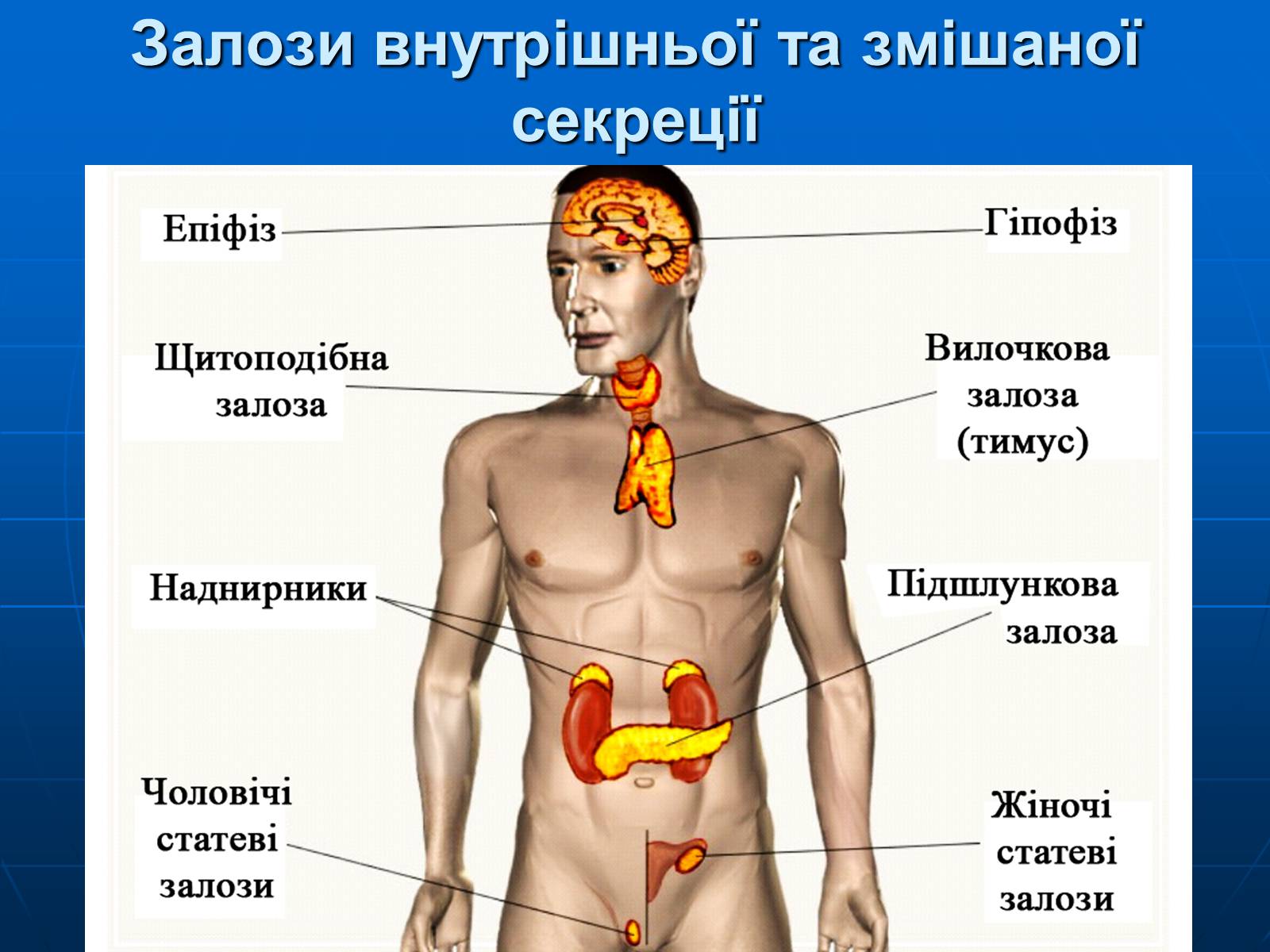 Презентація на тему «Залози внутрішньої секреції» - Слайд #6