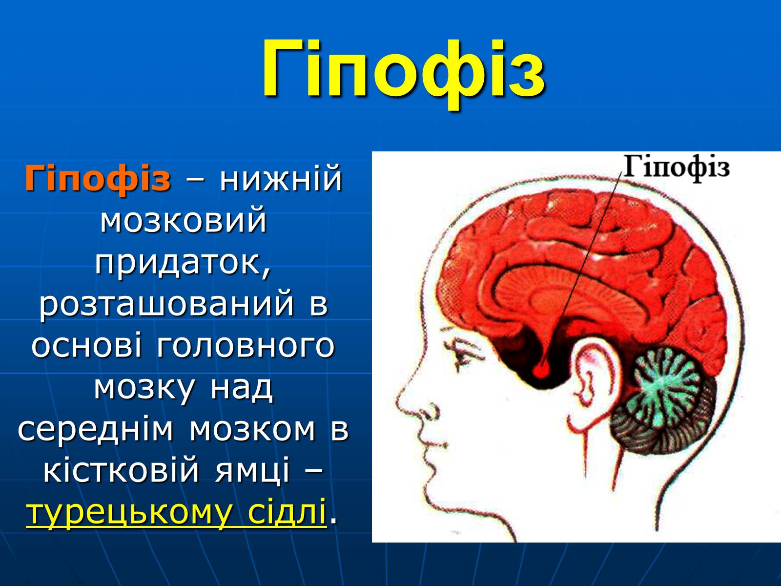 Презентація на тему «Залози внутрішньої секреції» - Слайд #8