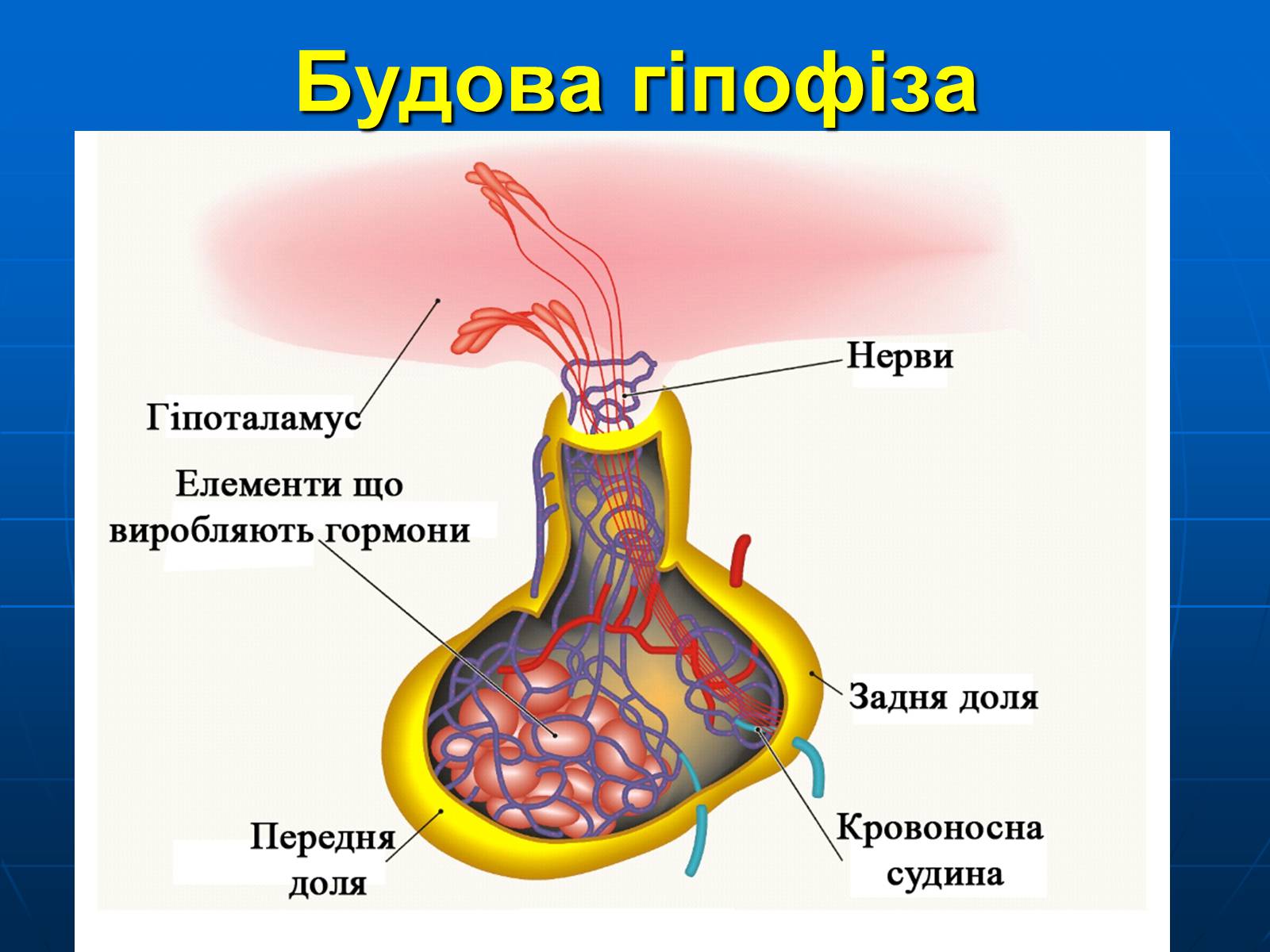 Презентація на тему «Залози внутрішньої секреції» - Слайд #9