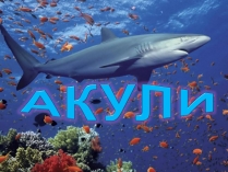 Презентація на тему «Акули»