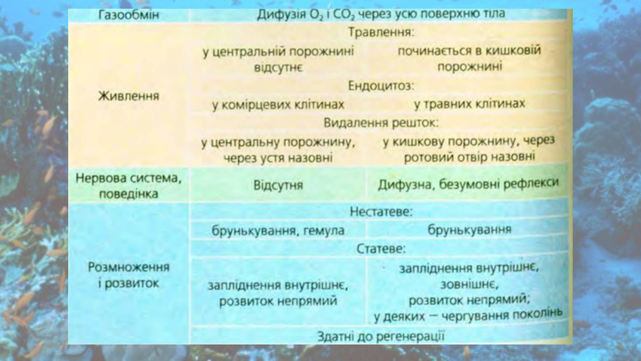 Презентація на тему «Кишковопорожнинні» (варіант 2) - Слайд #17