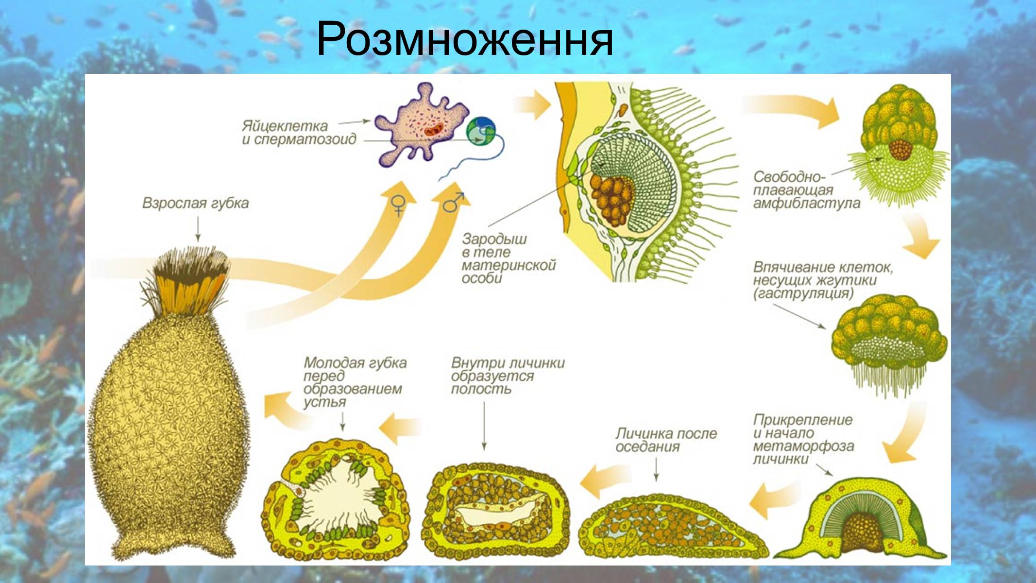 Презентація на тему «Кишковопорожнинні» (варіант 2) - Слайд #4