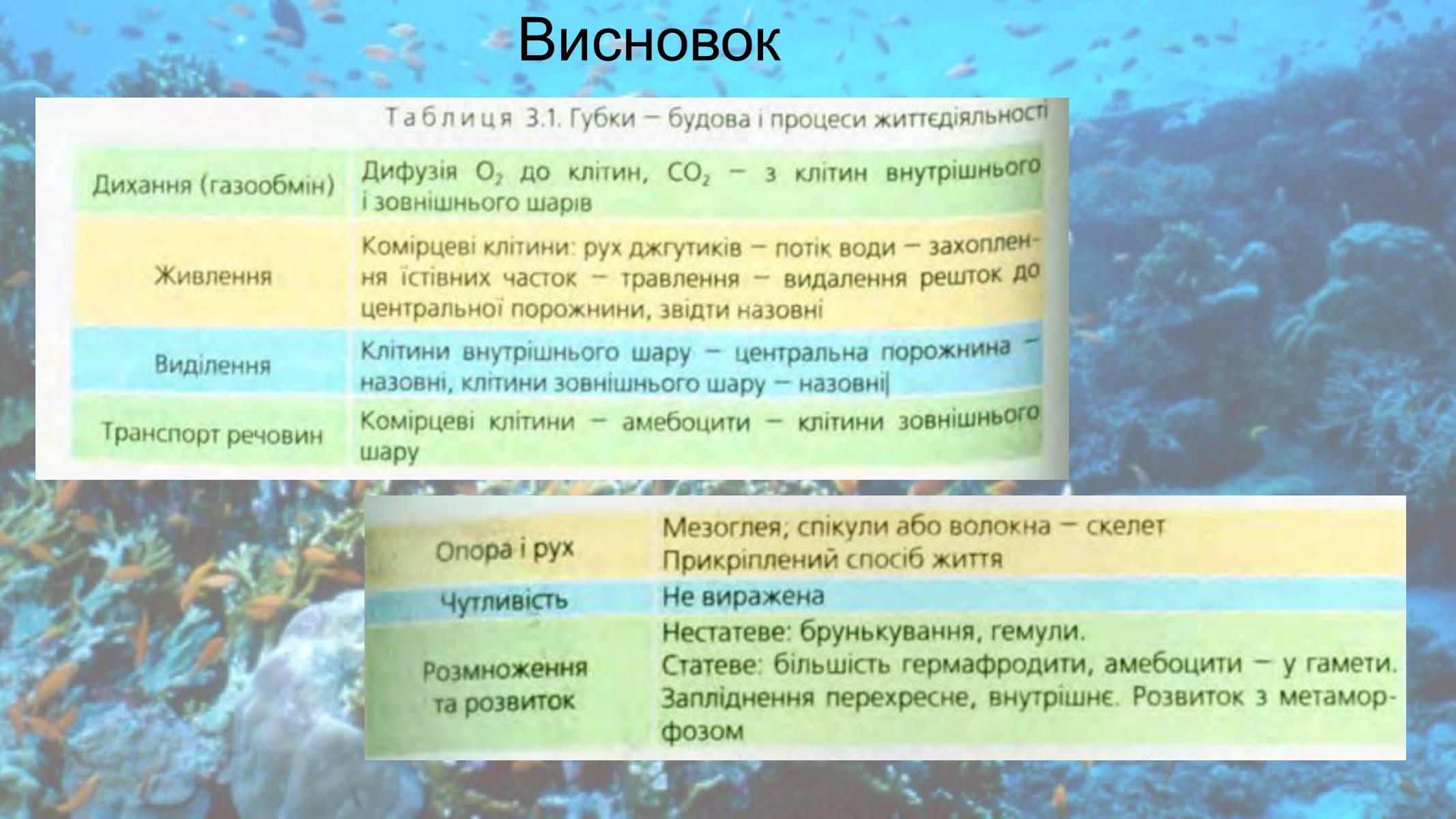 Презентація на тему «Кишковопорожнинні» (варіант 2) - Слайд #8