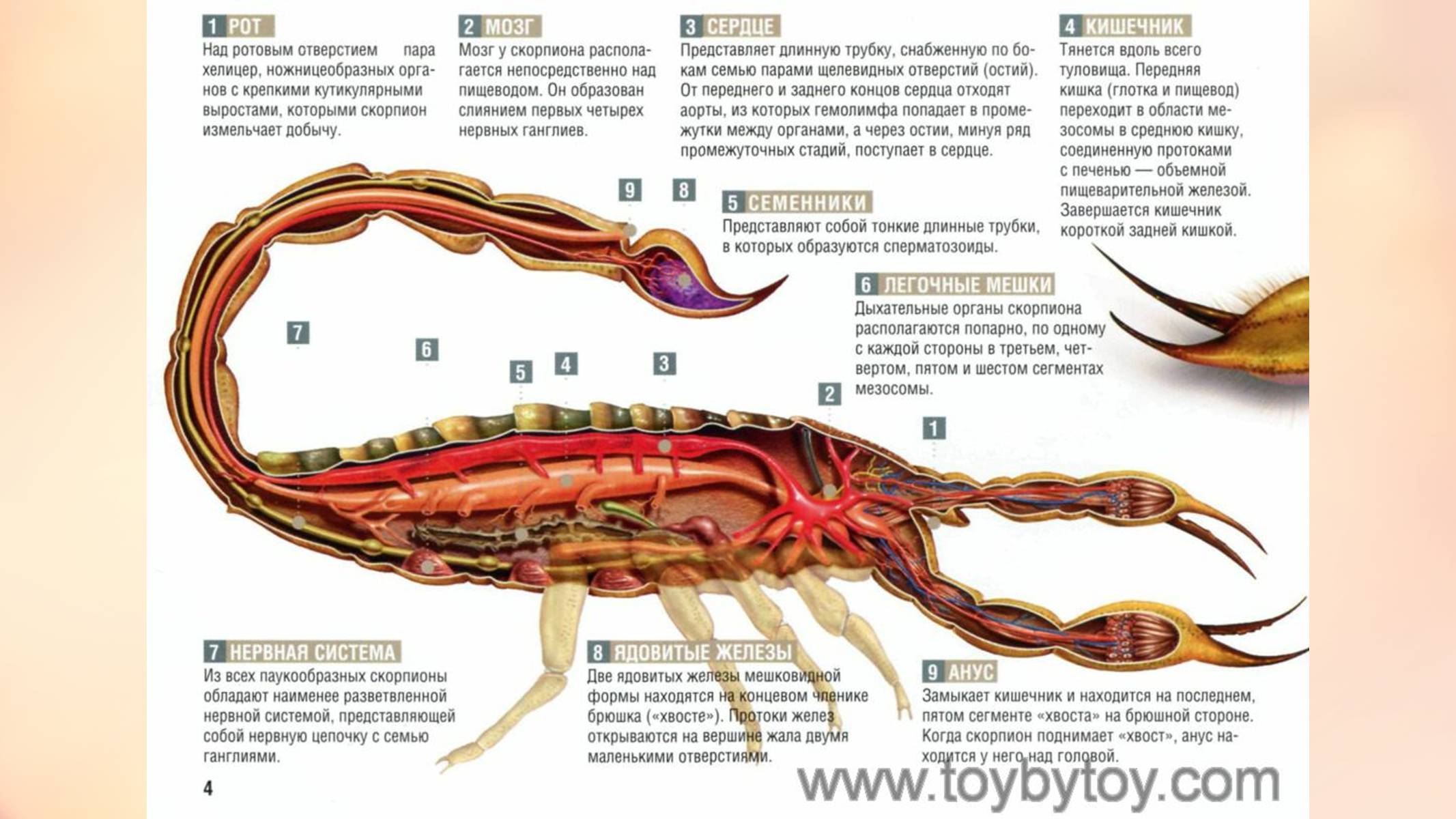 Скорпионов части. Ядовитая железа скорпиона. Где находится яд у скорпиона. Где у скорпиона ядовитые железы. Где находится жало у скорпиона.