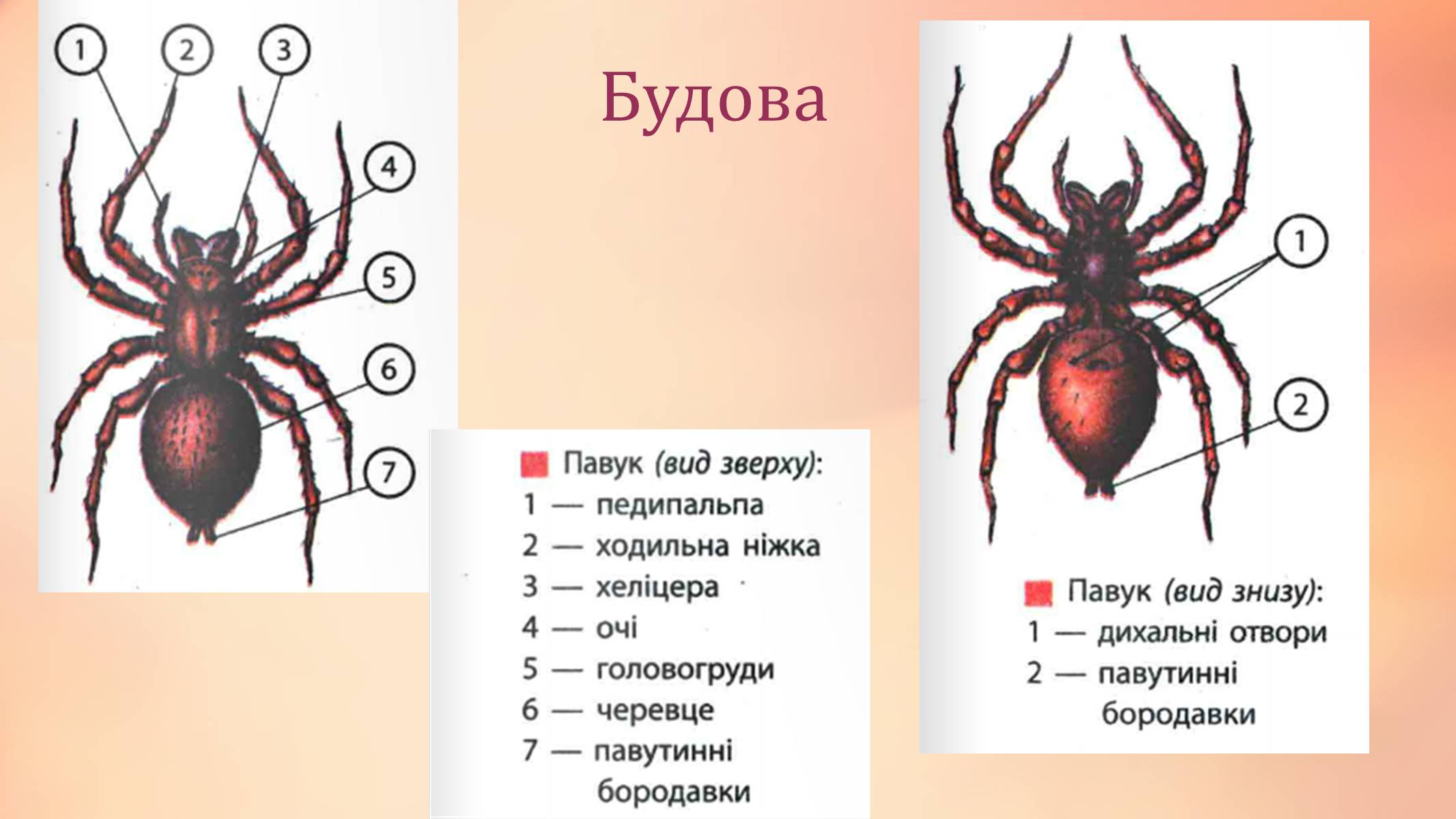 Презентація на тему «Павукоподібні» (варіант 2) - Слайд #4