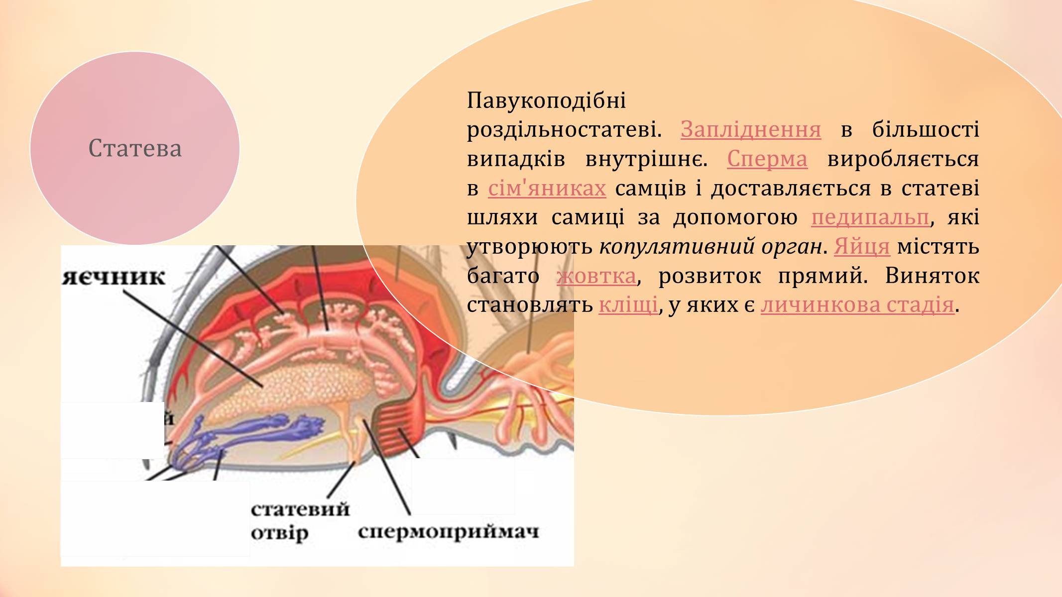 Презентація на тему «Павукоподібні» (варіант 2) - Слайд #9