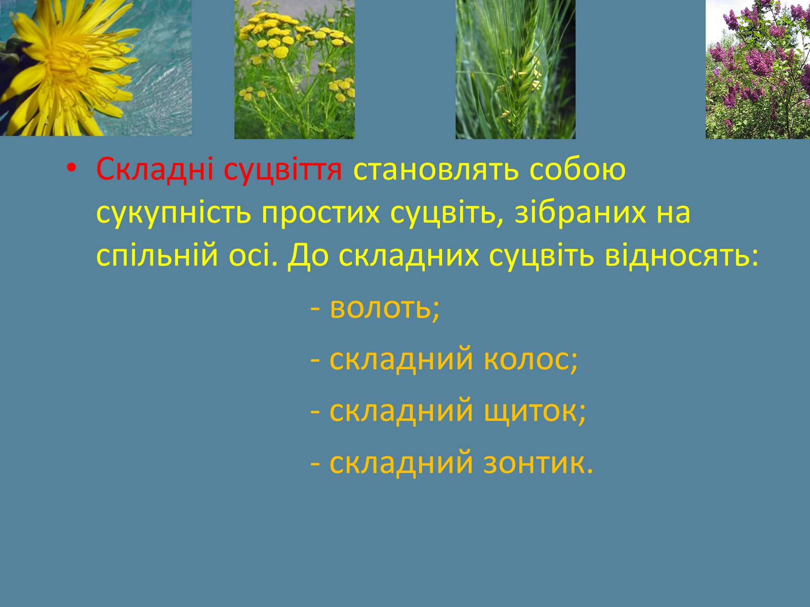 Презентація на тему «Суцвіття» (варіант 2) - Слайд #4