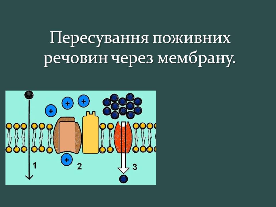 Презентація на тему «Пересування поживних речовин через мембрану» - Слайд #1