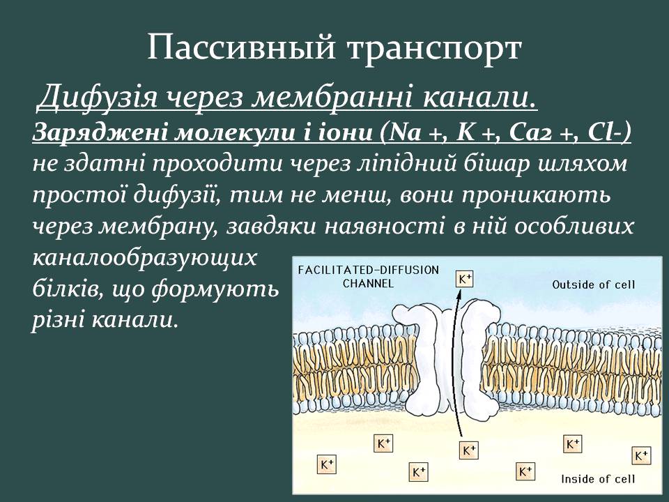 Презентація на тему «Пересування поживних речовин через мембрану» - Слайд #11