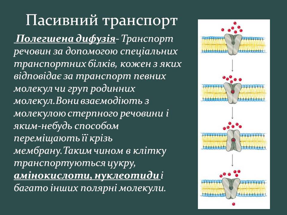 Презентація на тему «Пересування поживних речовин через мембрану» - Слайд #12