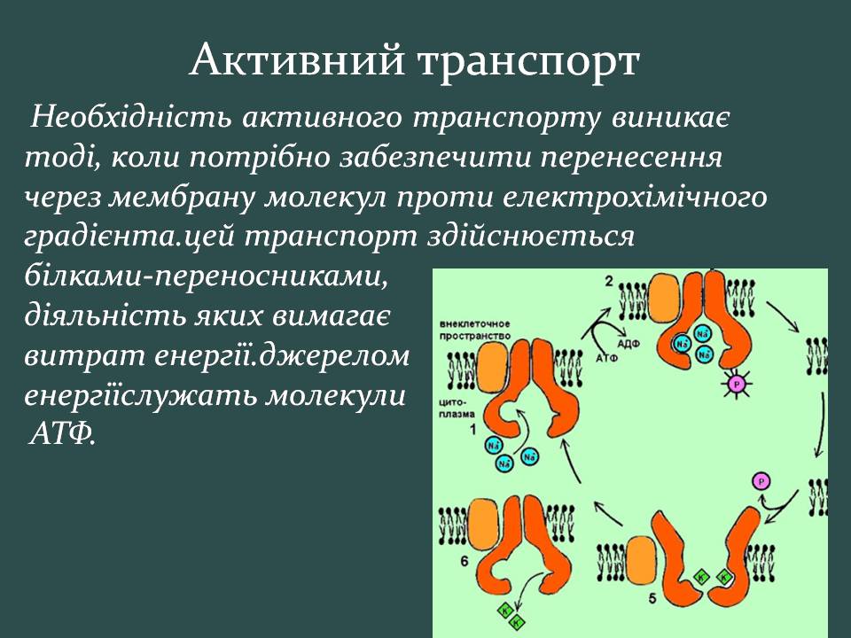 Презентація на тему «Пересування поживних речовин через мембрану» - Слайд #14