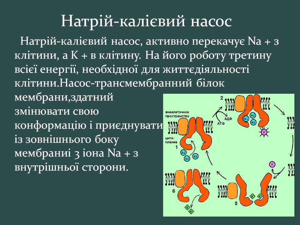 Презентація на тему «Пересування поживних речовин через мембрану» - Слайд #15