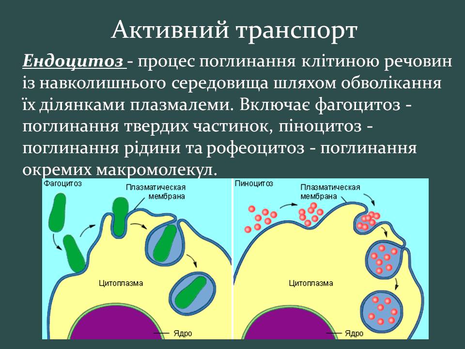 Презентація на тему «Пересування поживних речовин через мембрану» - Слайд #17