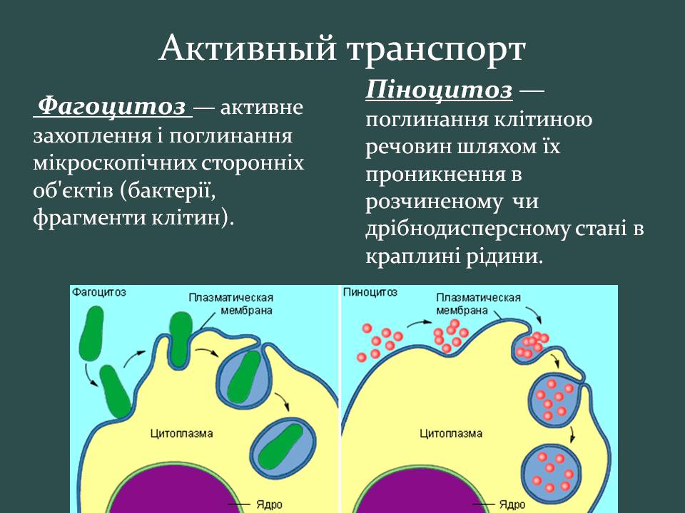 Презентація на тему «Пересування поживних речовин через мембрану» - Слайд #18