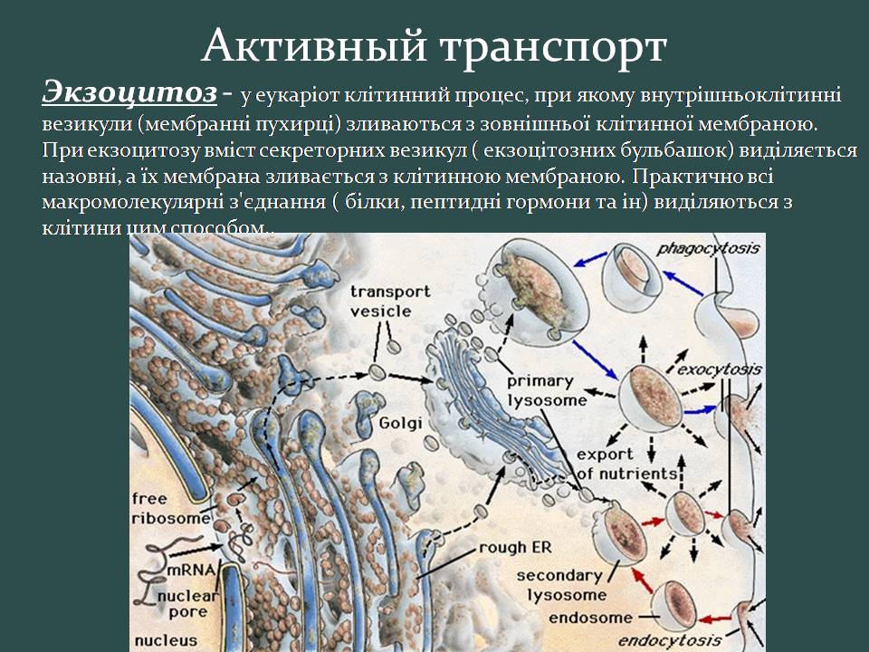 Презентація на тему «Пересування поживних речовин через мембрану» - Слайд #19