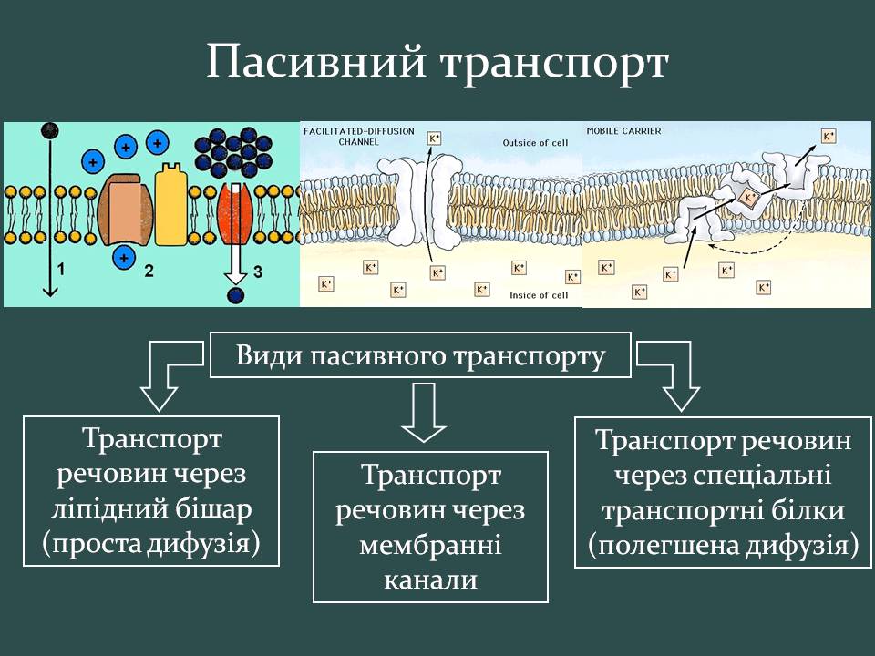 Презентація на тему «Пересування поживних речовин через мембрану» - Слайд #7