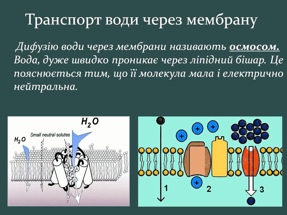 Презентація на тему «Пересування поживних речовин через мембрану» - Слайд #9