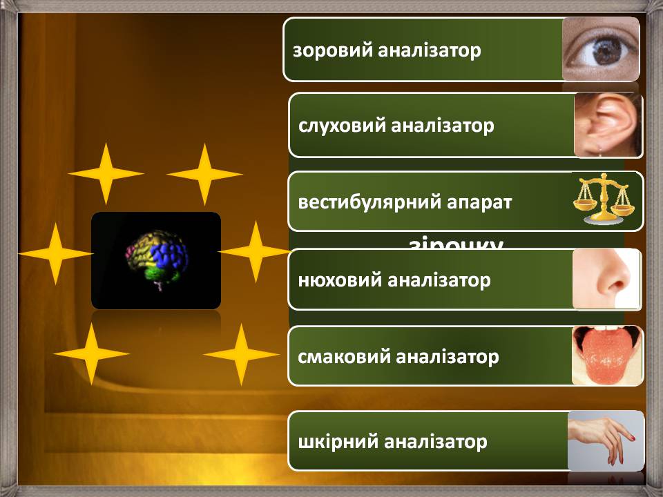 Презентація на тему «Аналізатори» - Слайд #3