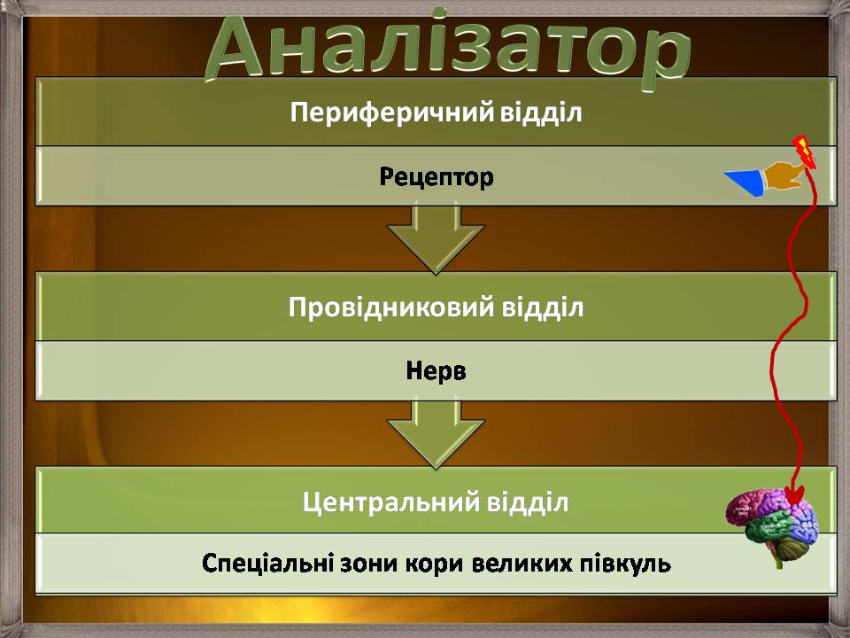 Презентація на тему «Аналізатори» - Слайд #4