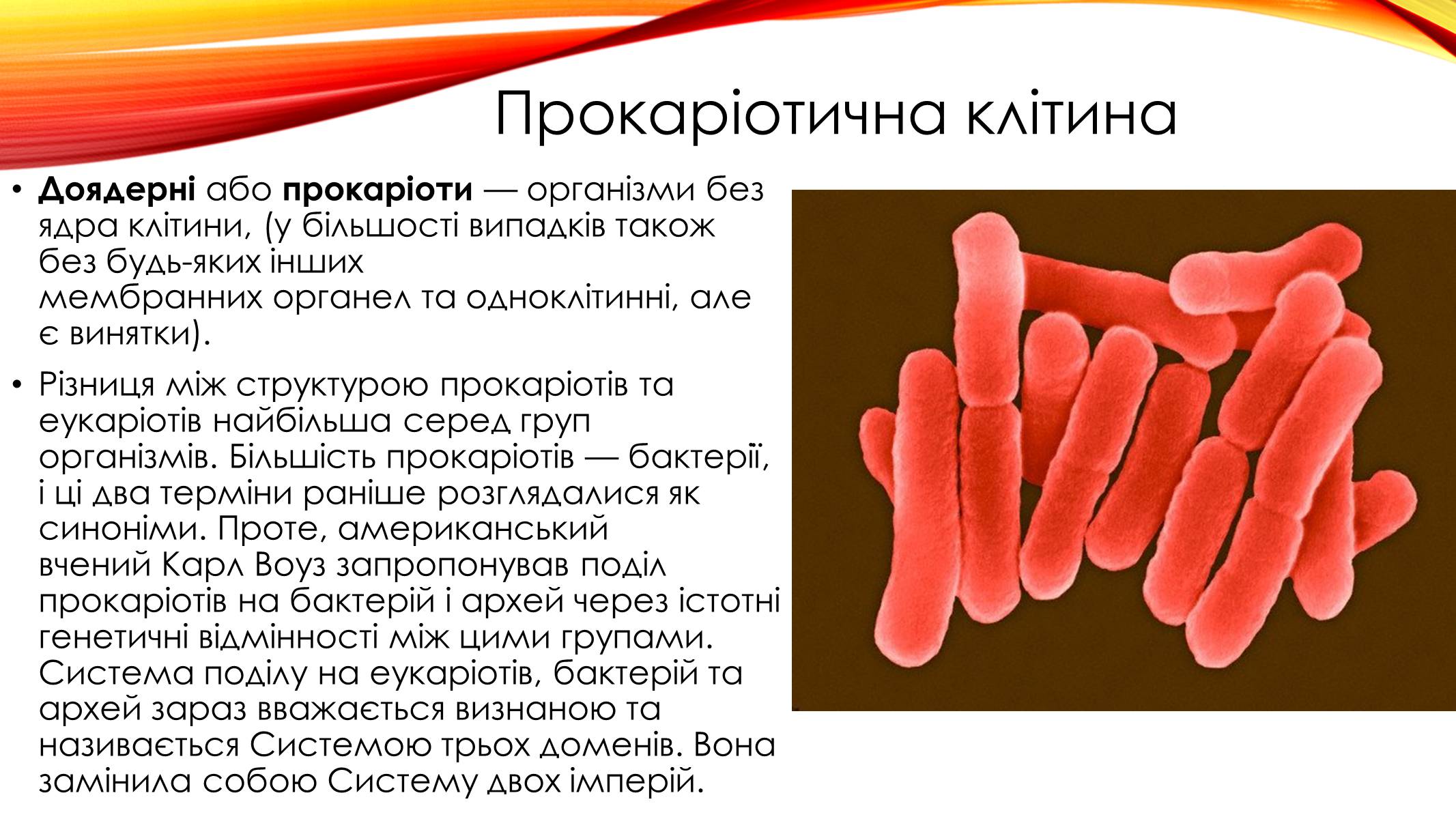 Презентація на тему «Прокаріоти. Роль прокаріотів в біосфері» - Слайд #2