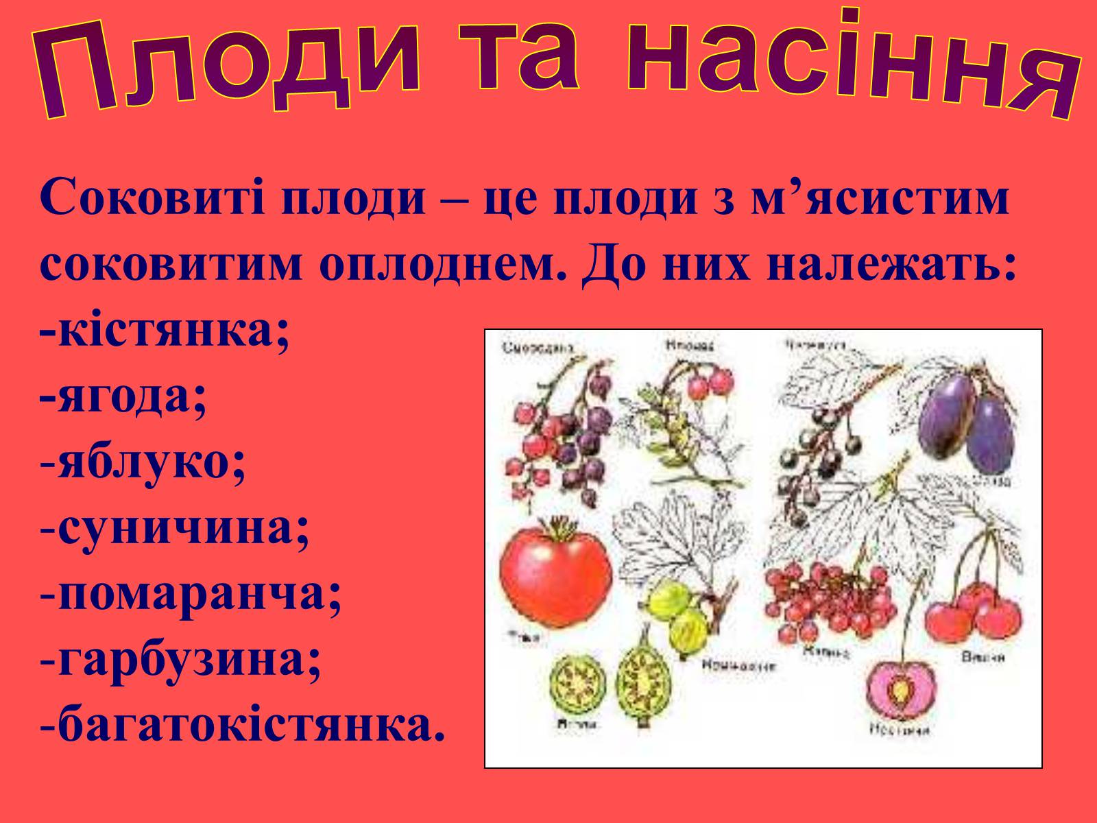 Презентація на тему «Плоди та насіння» - Слайд #10