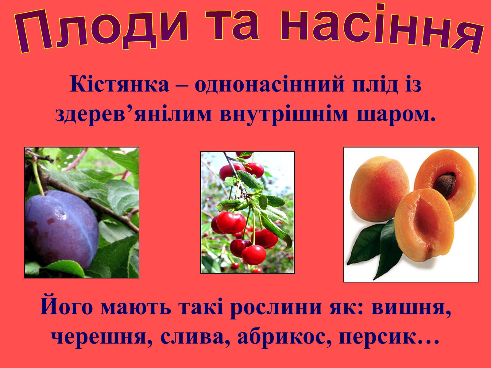 Презентація на тему «Плоди та насіння» - Слайд #11