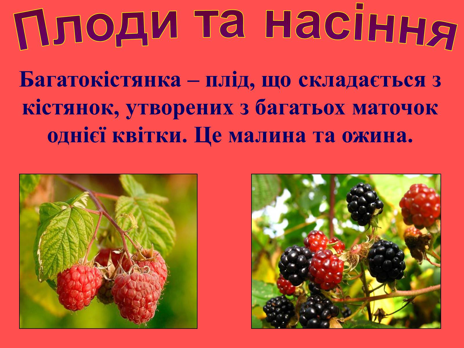 Презентація на тему «Плоди та насіння» - Слайд #17