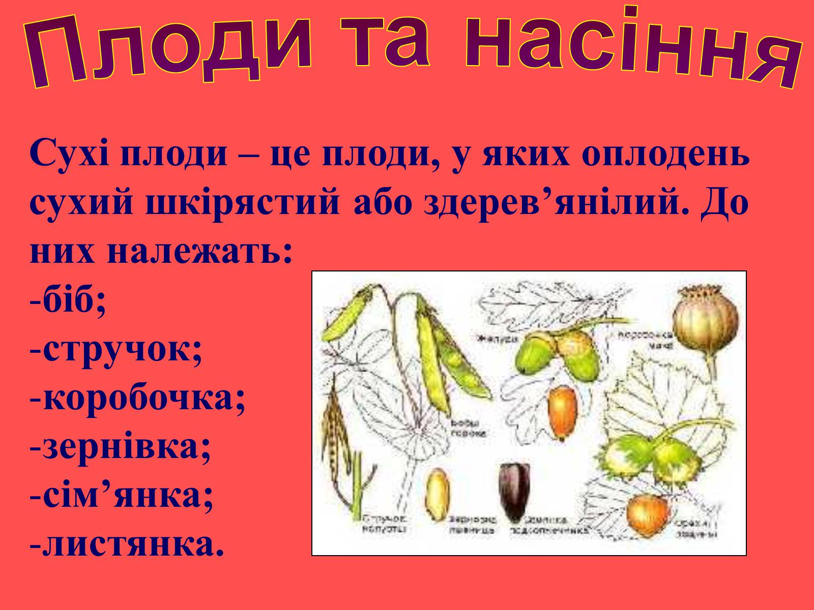 Презентація на тему «Плоди та насіння» - Слайд #19