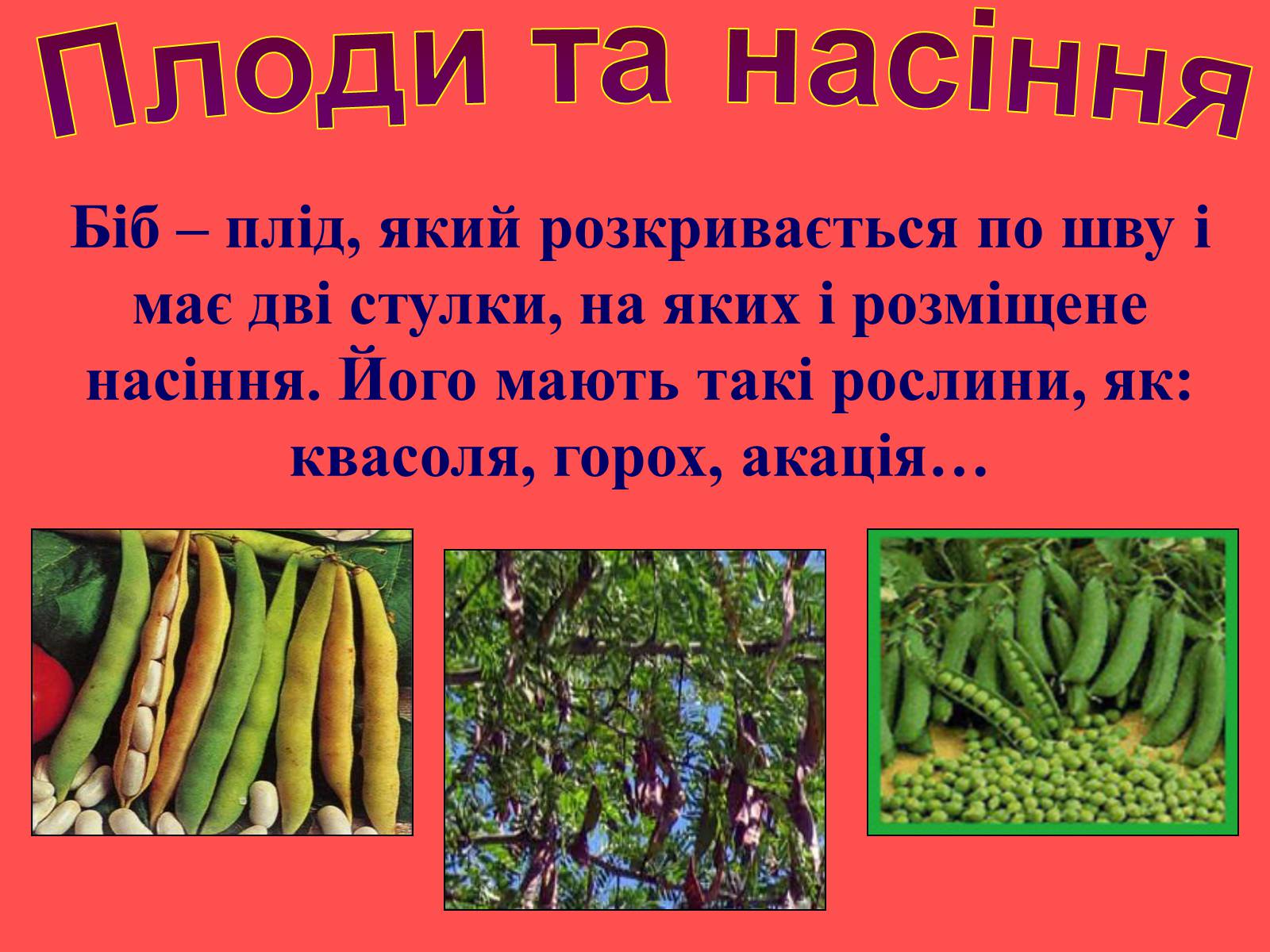 Презентація на тему «Плоди та насіння» - Слайд #21