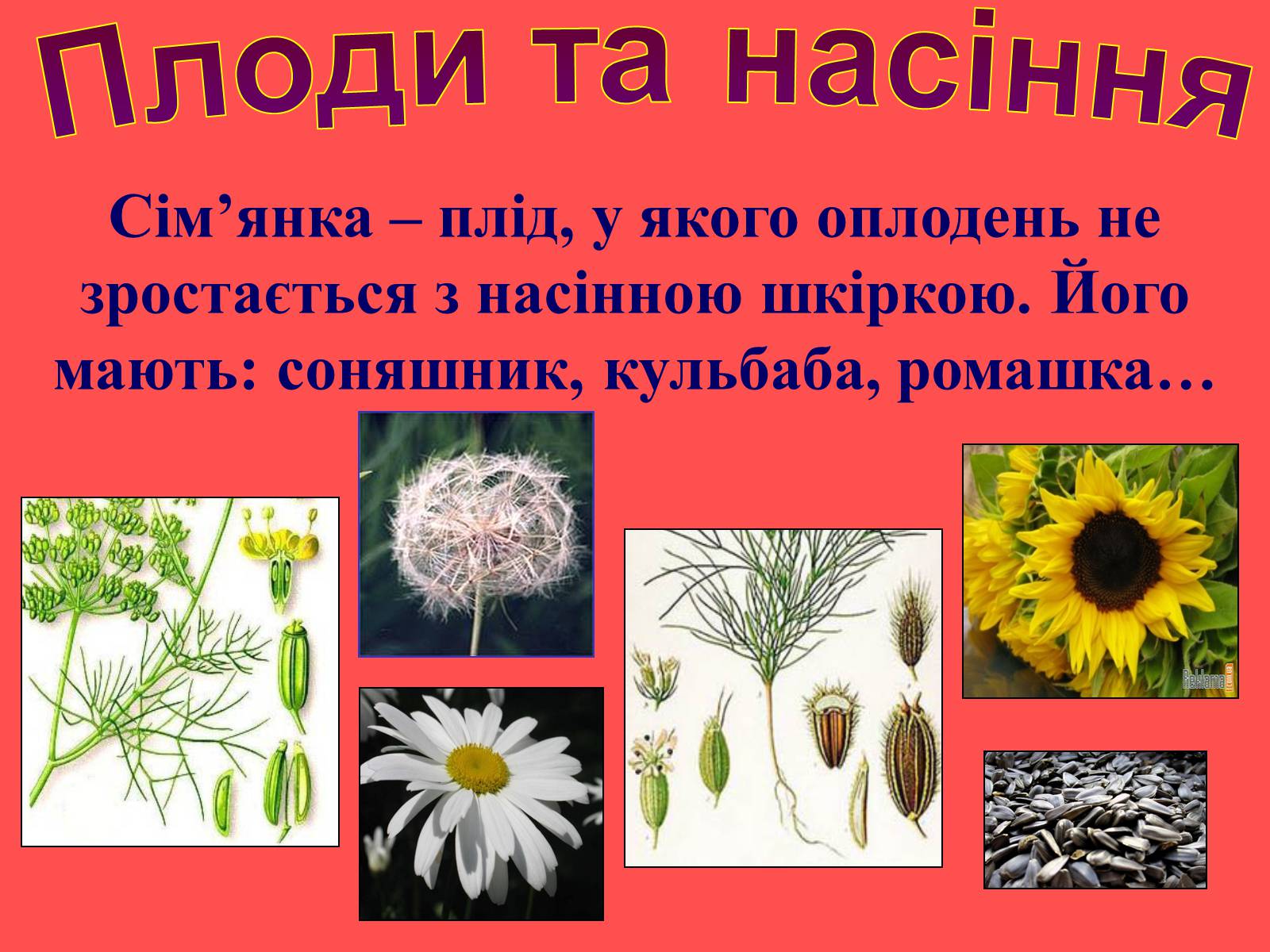 Презентація на тему «Плоди та насіння» - Слайд #25