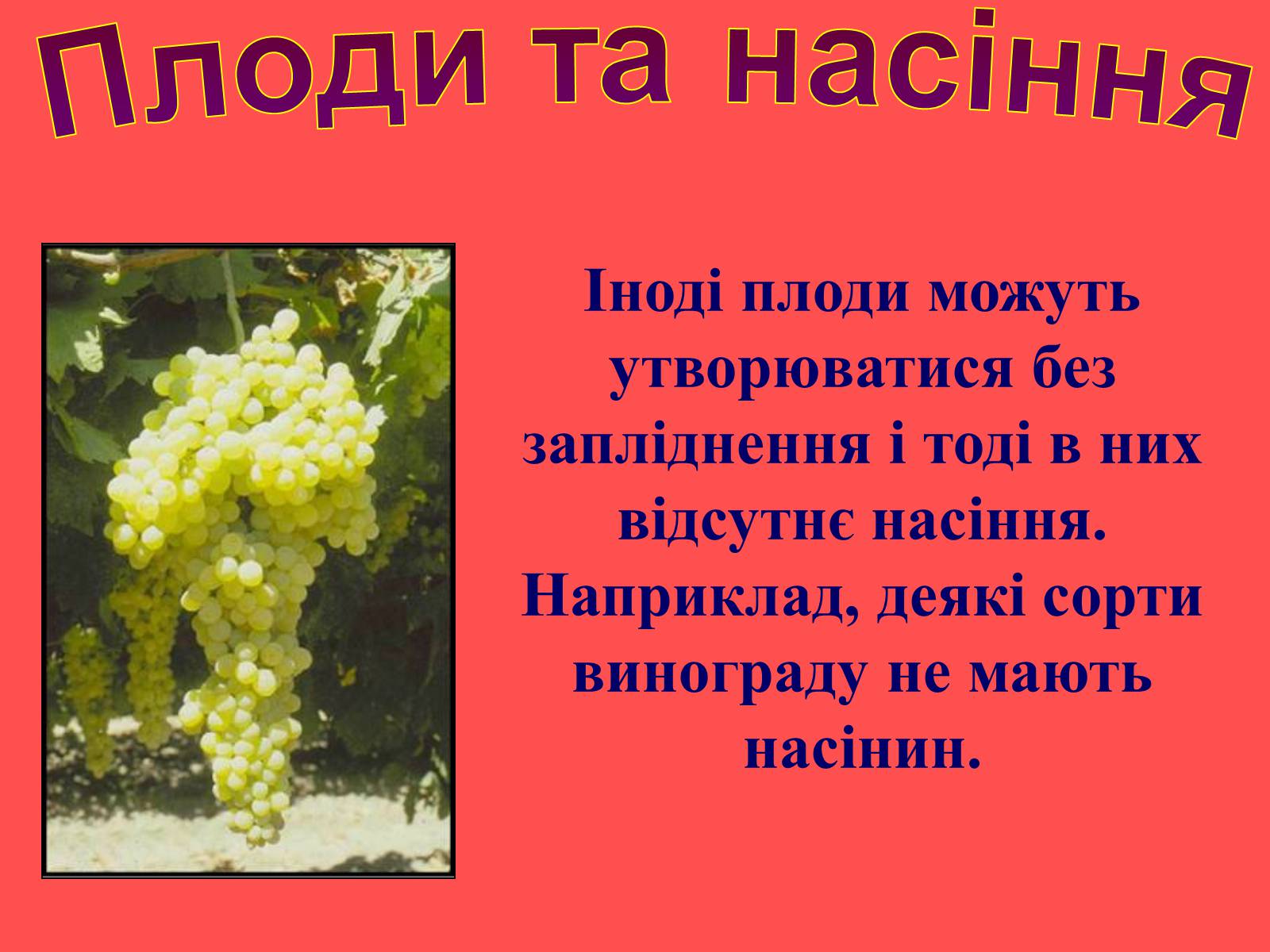 Презентація на тему «Плоди та насіння» - Слайд #30