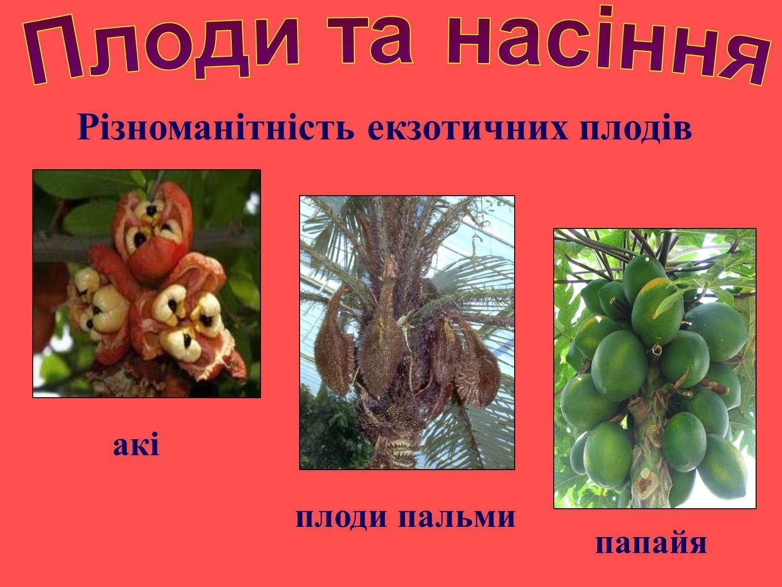 Презентація на тему «Плоди та насіння» - Слайд #34