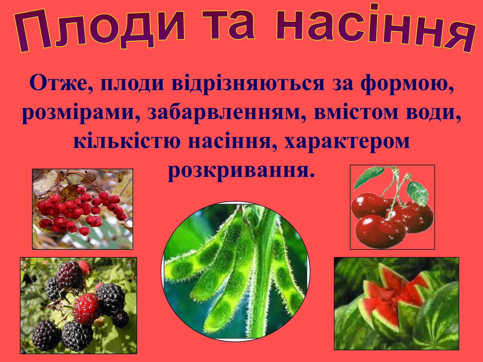 Презентація на тему «Плоди та насіння» - Слайд #36