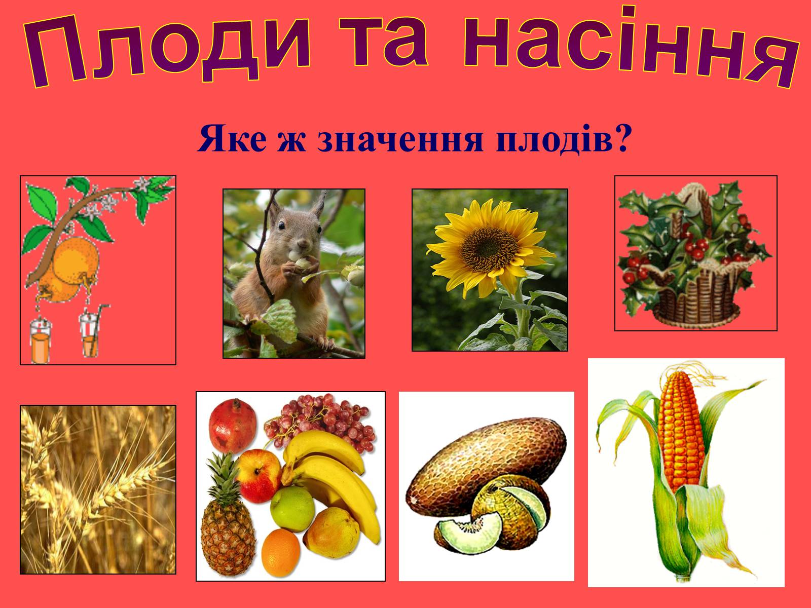 Презентація на тему «Плоди та насіння» - Слайд #38