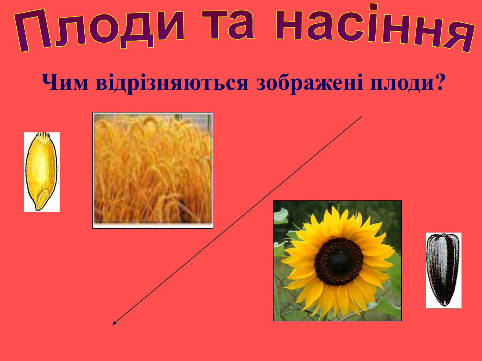 Презентація на тему «Плоди та насіння» - Слайд #40