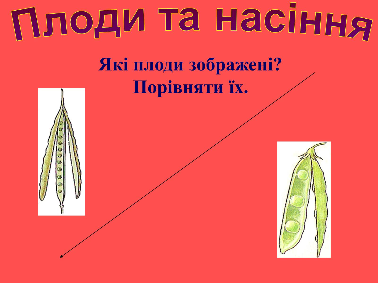 Презентація на тему «Плоди та насіння» - Слайд #42