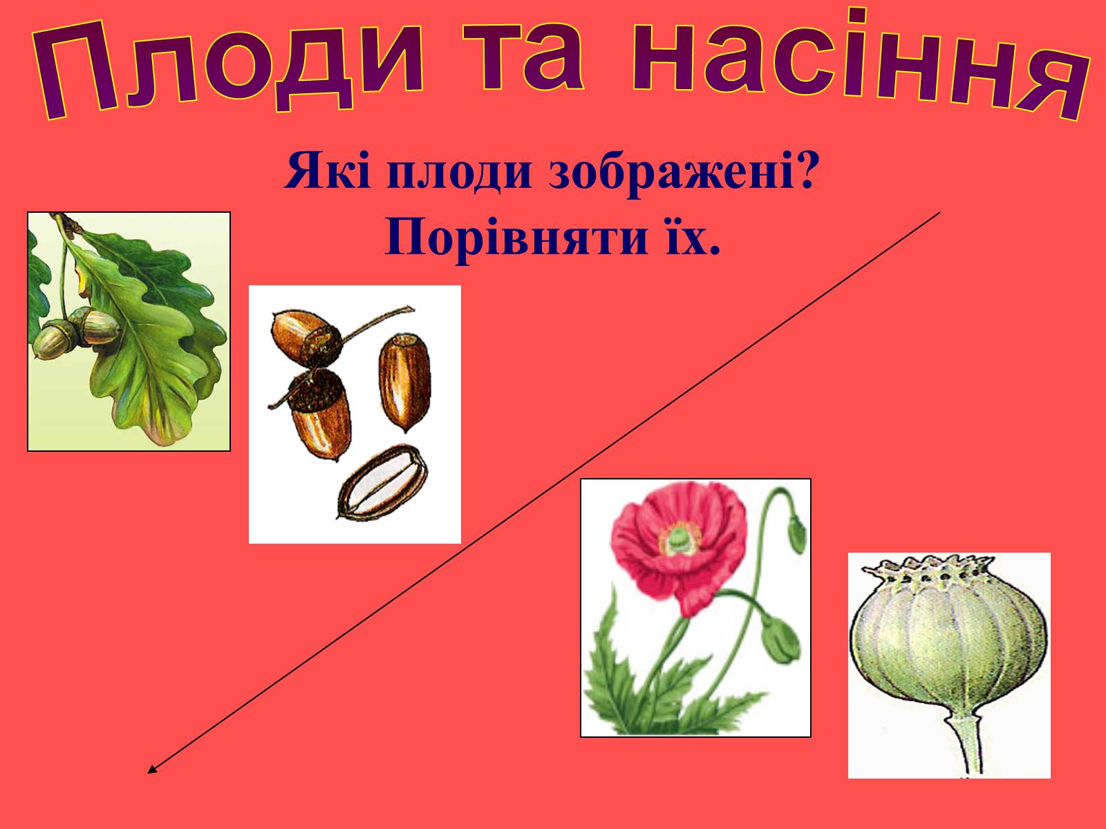 Презентація на тему «Плоди та насіння» - Слайд #43