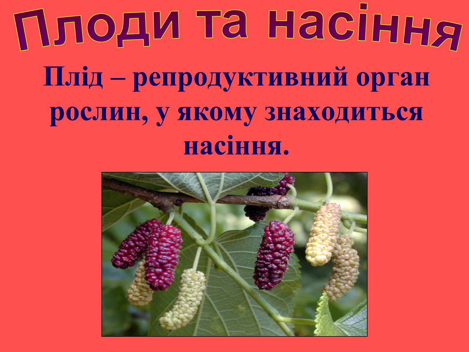 Презентація на тему «Плоди та насіння» - Слайд #5