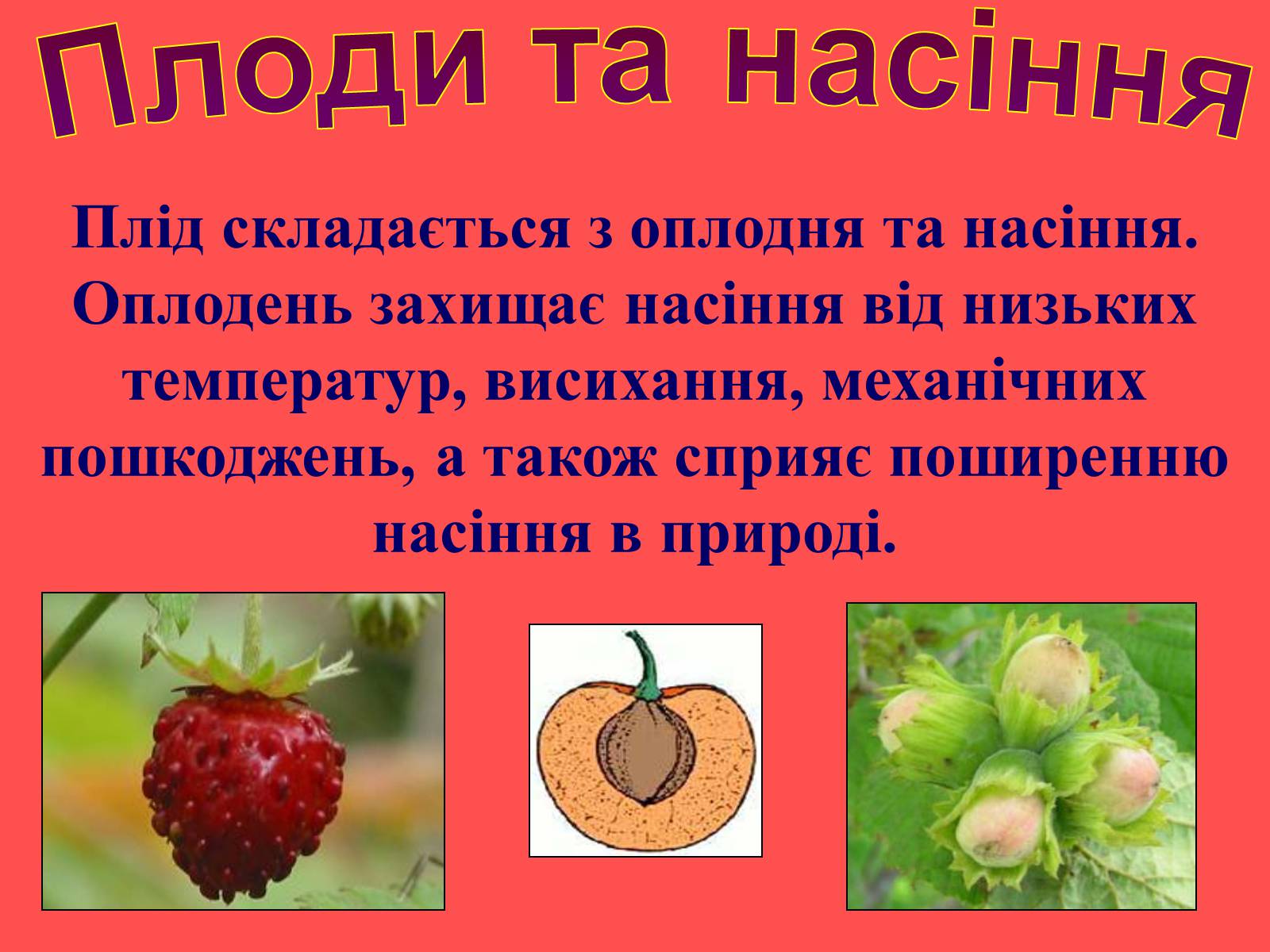 Презентація на тему «Плоди та насіння» - Слайд #6