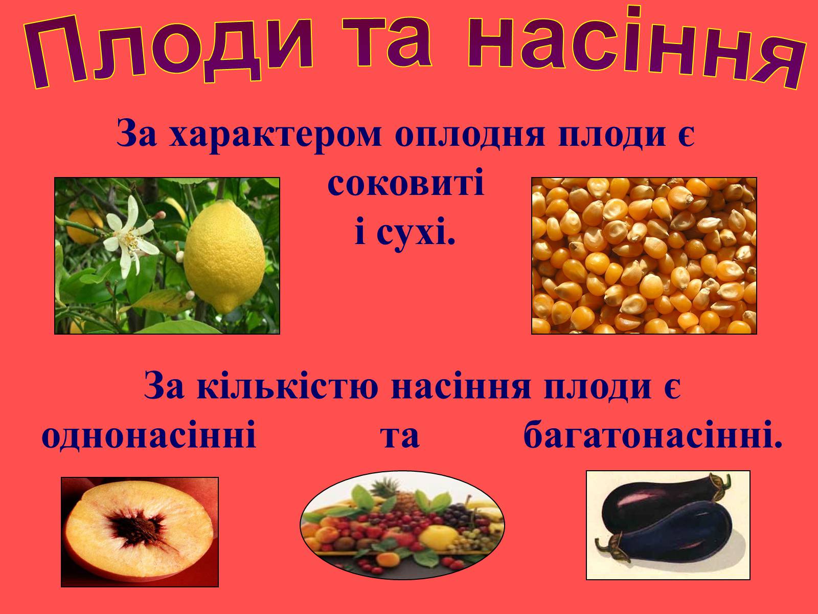 Презентація на тему «Плоди та насіння» - Слайд #8