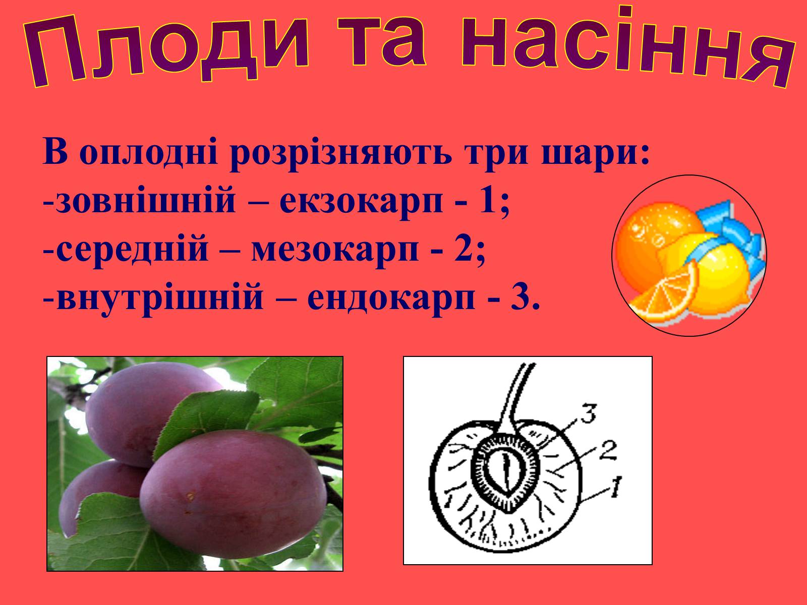 Презентація на тему «Плоди та насіння» - Слайд #9