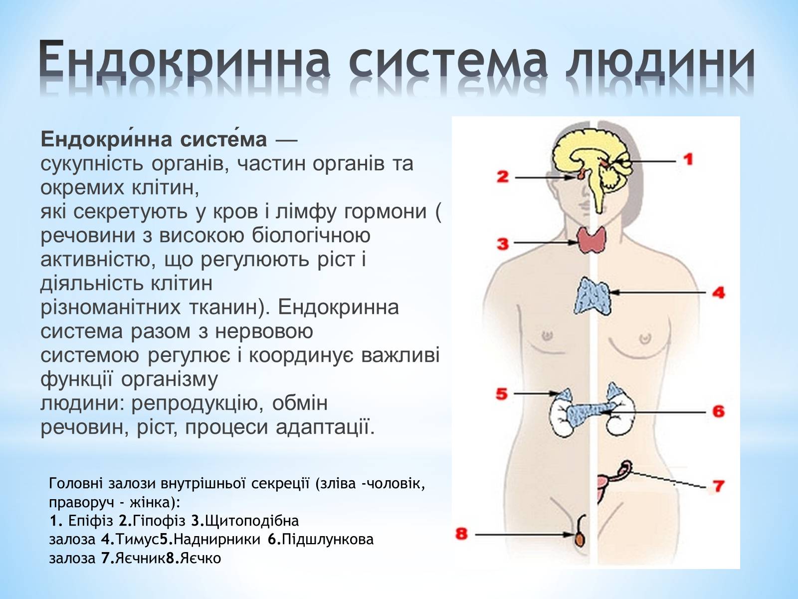 Презентація на тему «Будова організму людини» - Слайд #11