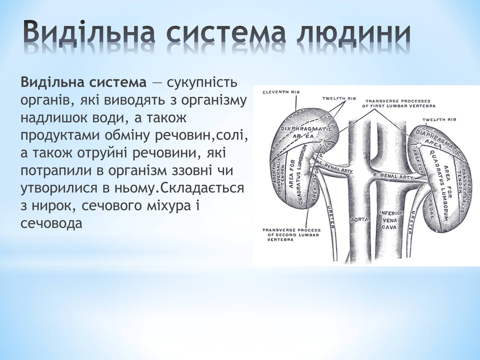 Презентація на тему «Будова організму людини» - Слайд #9