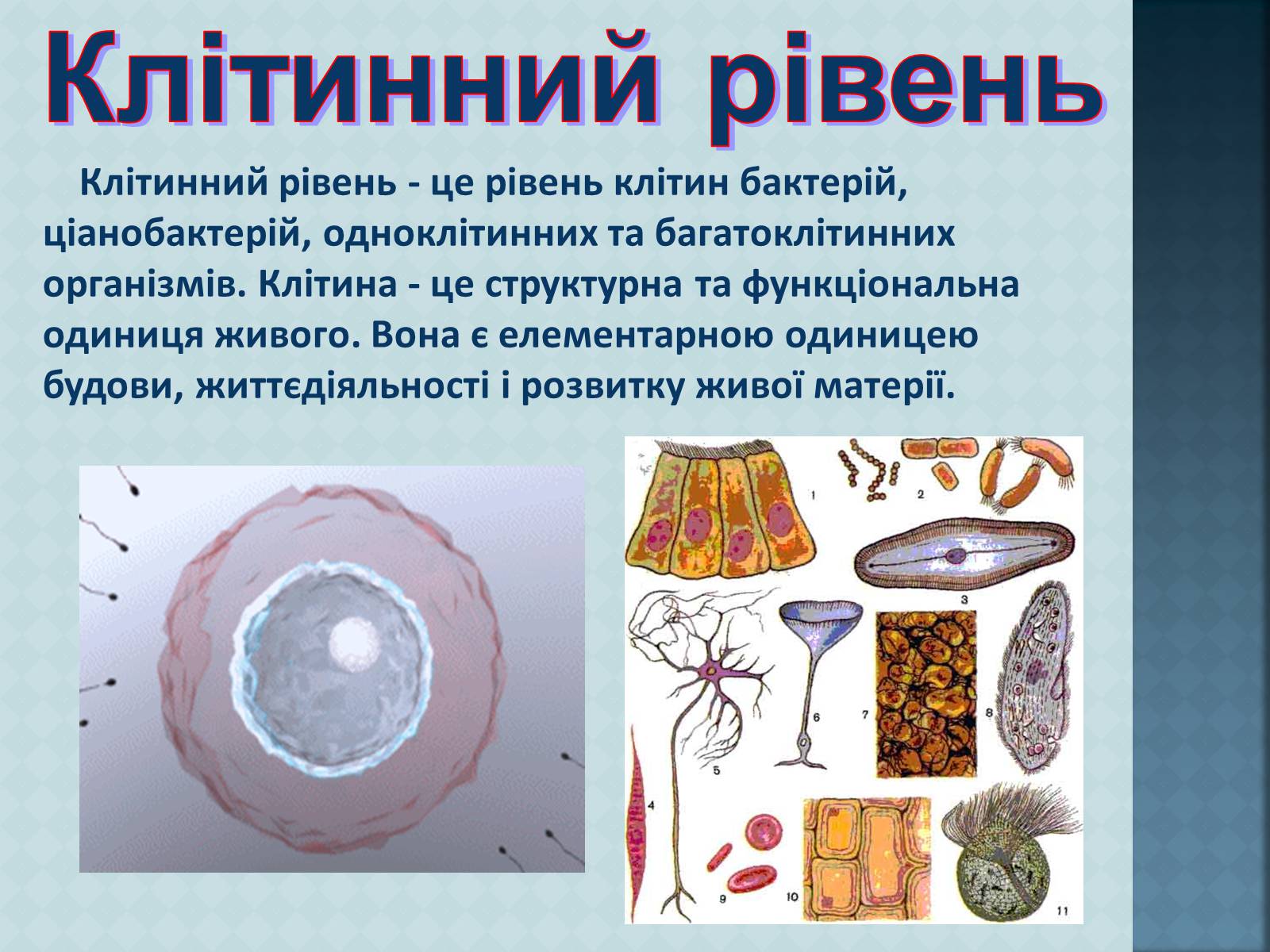 Презентація на тему «Рівні організації живої матерії» (варіант 1) - Слайд #5