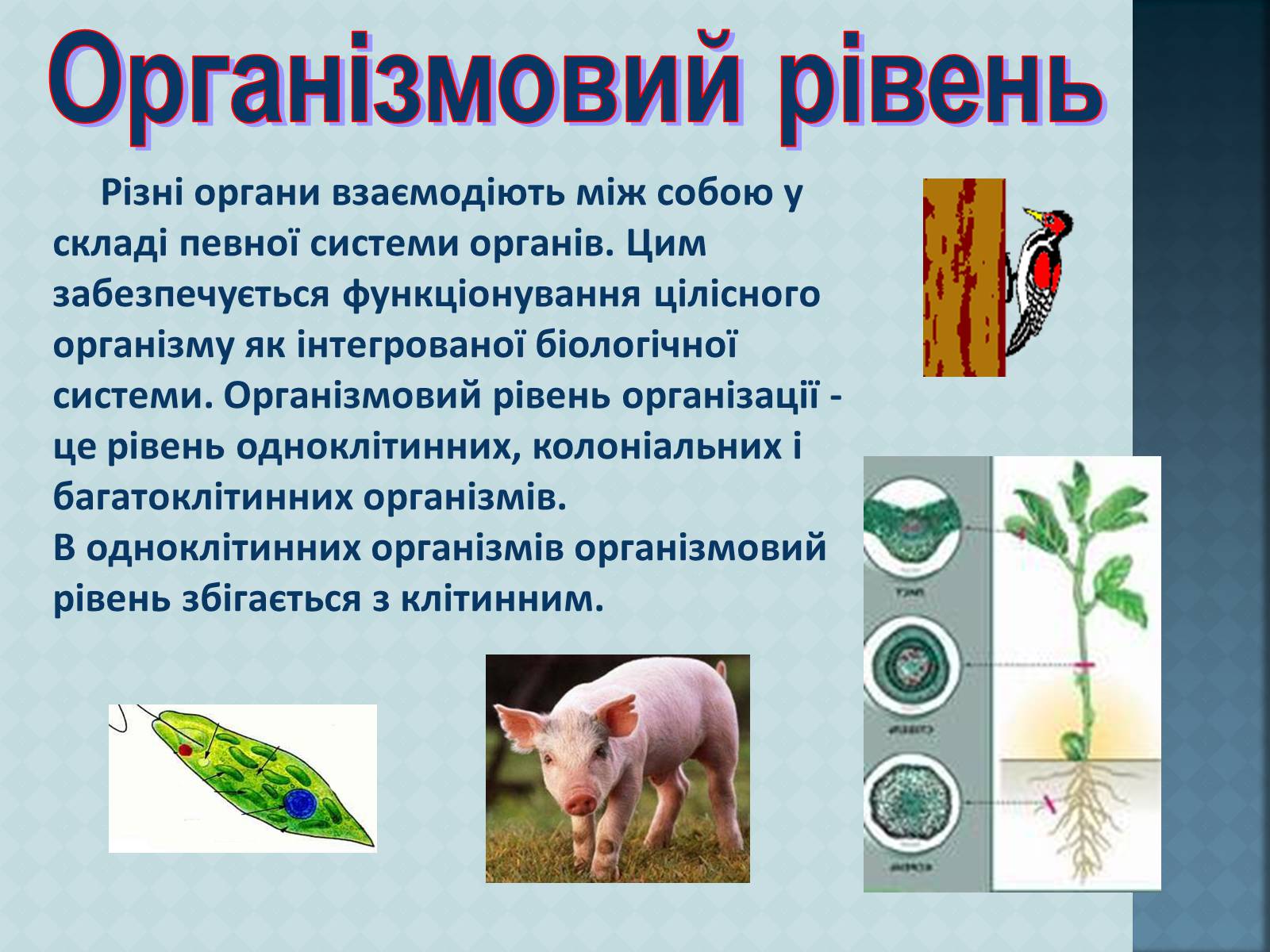 Презентація на тему «Рівні організації живої матерії» (варіант 1) - Слайд #9