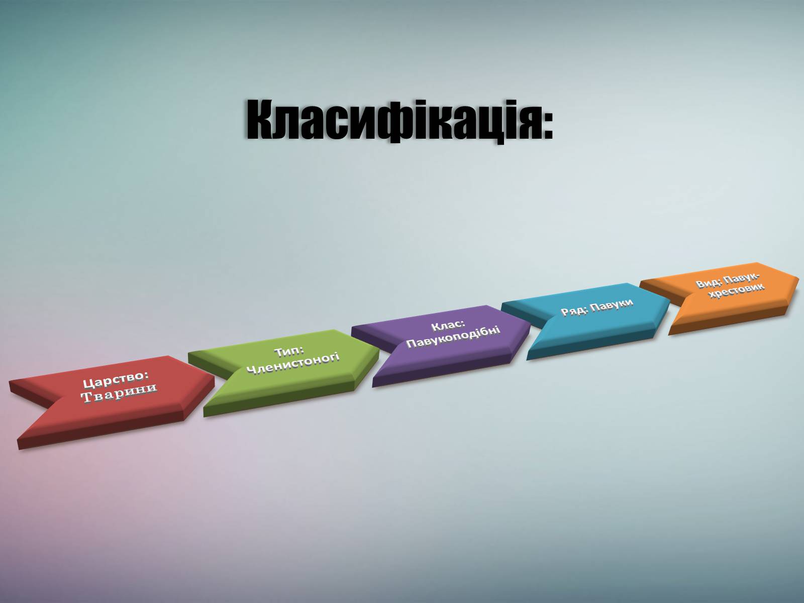 Презентація на тему «Павук Хрестовик» - Слайд #3