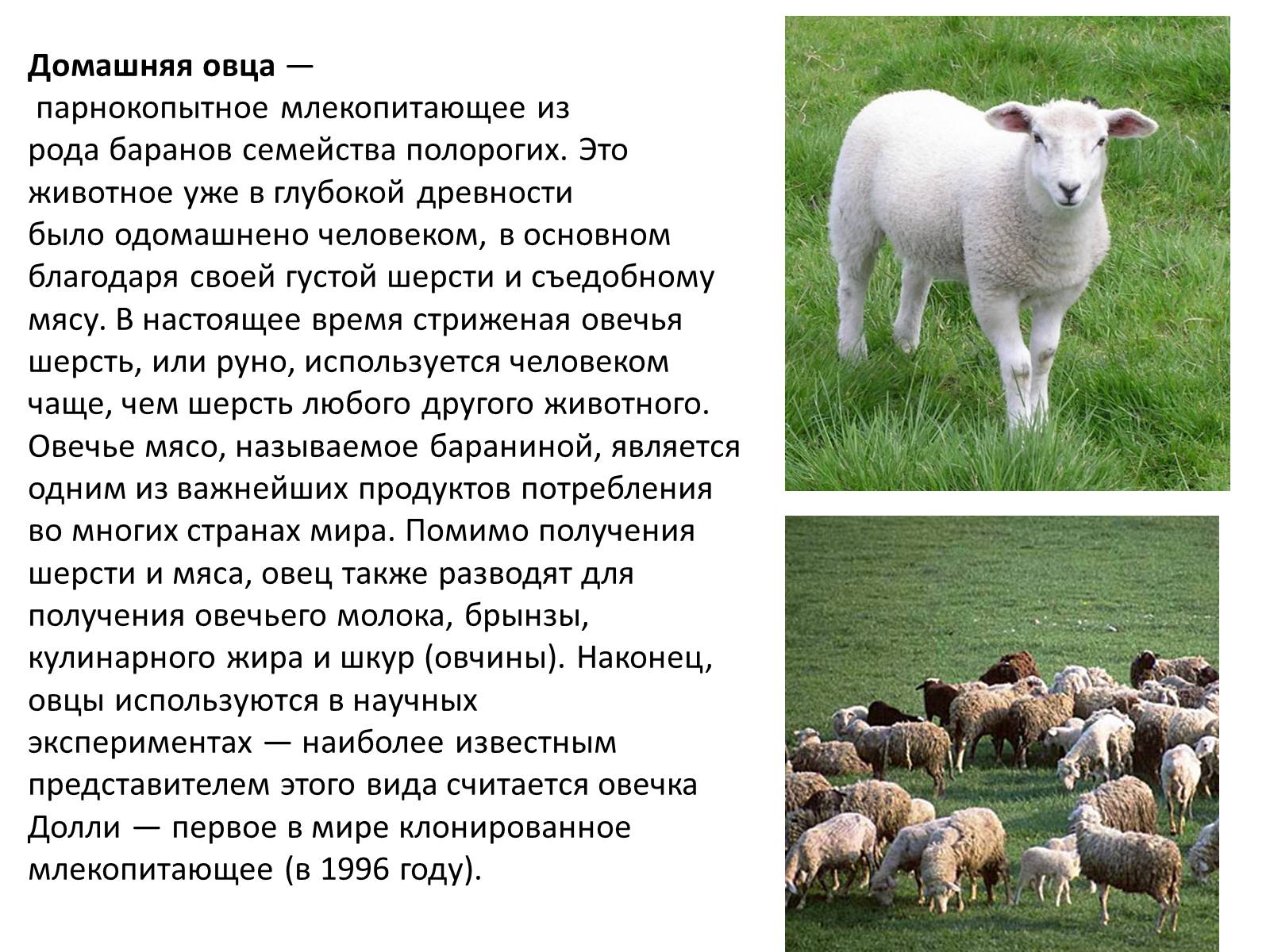 Домашнее сельскохозяйственное животное сообщение 3 класс окружающий. Доклад про овцу. Сообщение на тему домашних сельскохозяйственных животных. Овцы домашние животные сообщение. Сельскохозяйственные животные овцы.