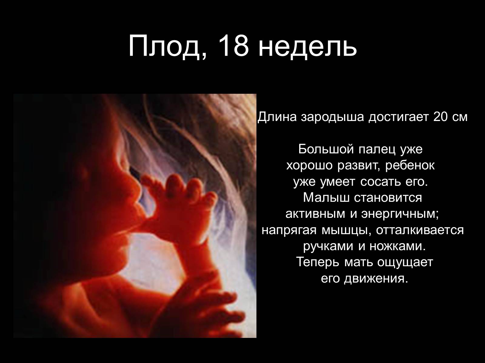 18 недель ощущение. Плод на 18 неделе беременности. Ребёнок на 18 неделе беременности. 18 Недель размер ребенка.