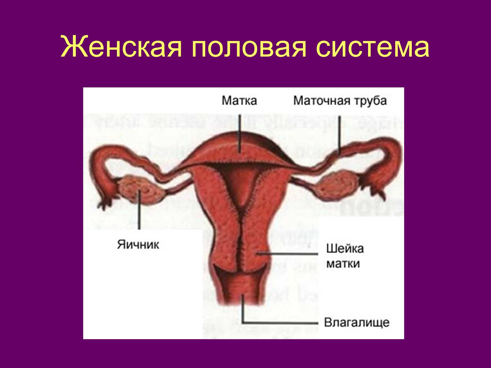 Презентація на тему «Половая система человека» (варіант 1) - Слайд #4