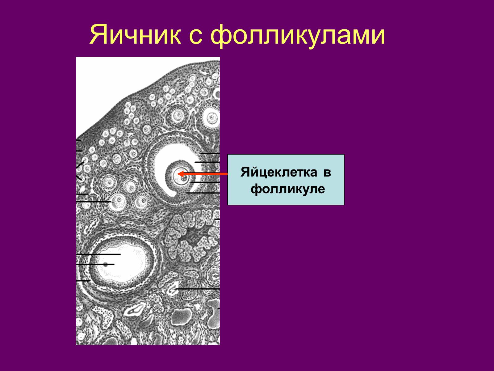 Фолликулы. Яйцеклетка в фолликуле. Яичники яйцеклетки фолликулы. Строение зрелого фолликула. Фолликулы по периферии яичника что это.